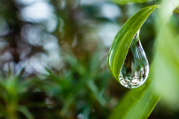 Fresh green leaf of a plant close-up with a drop of water on it against a background of foliage. Bright macro photography in shades of green with a beautifully blurred background.