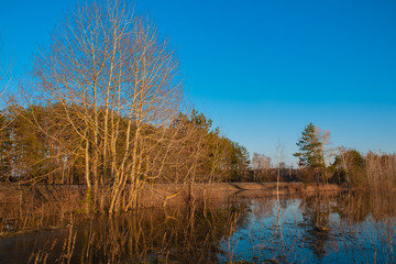 Flooded aspen tree trunks on the meadow during spill in early spring. Tree branches in the reflection of flooded meadows. Spring spill in the meadow.