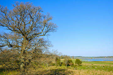 Fototapeta premium Landscape view with an oak tree and a lake in spring