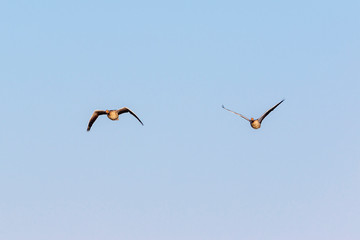 Pair of Greylag goose flying in the sky