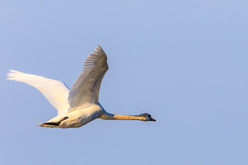 Fototapeta na wymiar Alone Mute swan flying at a the blue sky at spring