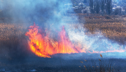 Raging forest spring fires. Burning dry grass, reed along lake. Grass is burning in meadow. Ecological catastrophy. Fire and smoke destroy all life. Firefighters extinguish Big fire. Lot of smoke