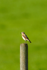 Wheatear bird sits on a wooden post in springtime