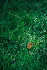 Spring. Beautiful natural background of green grass with dew and water drops and red leave. Seasonal concept, close up, copy space