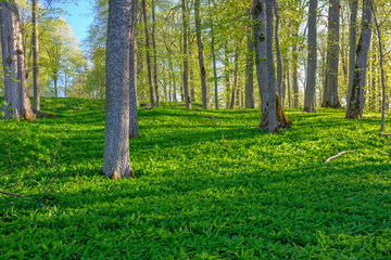 Fototapeta premium Woodland with green wild garlic leaves