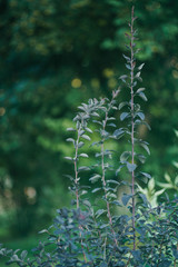 Closeup nature view of green  plant on blurred greenery background in garden with copy space using as background natural green plants landscape, ecology, fresh wallpaper concept.