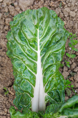 Fresh organic chard mangold in the garden