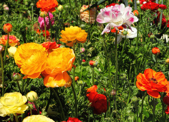 Spring beautiful blossoming of magnificent garden buttercups. Multicolored flowers on agricultural plantation. Lovely flowering summer  
