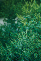 Closeup nature view of green  plant on blurred greenery background in garden with copy space using as background natural green plants landscape, ecology, fresh wallpaper concept.