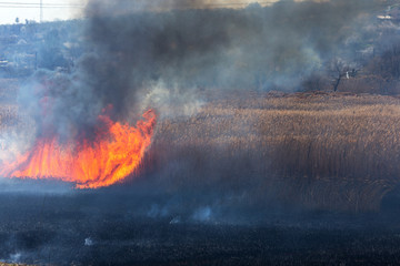 Raging forest spring fires. Burning dry grass, reed along lake. Grass is burning in meadow....