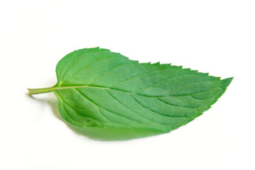 Obraz premium Fresh raw mint leaf isolated on white background