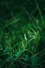 Spring. Beautiful natural background of green grass. Seasonal concept
