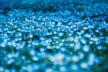 ネモフィラ / nemophila