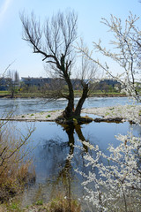 Obraz premium Uferlandschaft an der Limmat, Kloster Fahr-Weg, Zürich, Schweiz