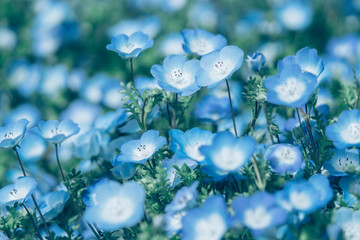 ネモフィラ / nemophila