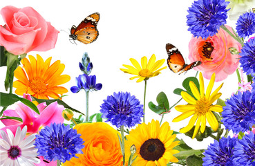 Colorful beautiful flowers and butterflies isolated. Spring nature.  Copy space