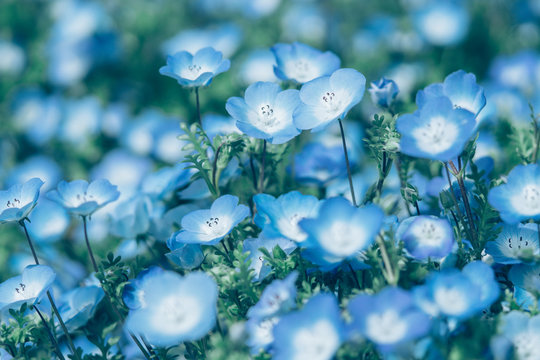 ネモフィラ Images Browse 8 981 Stock Photos Vectors And Video Adobe Stock