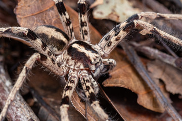 Marbled huntsman spider foraging on the rainforest floor, Queensland, Australia
