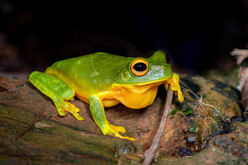 Orange thighed tree frog, Litoria xanthomera, in tropical rainforest, Queensland, Australia