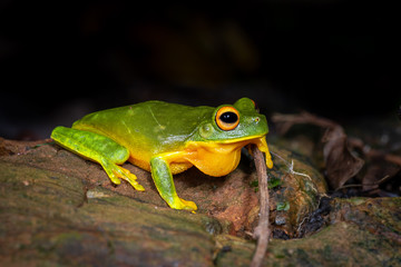 Orange thighed tree frog, Litoria xanthomera, in tropical rainforest, Queensland, Australia