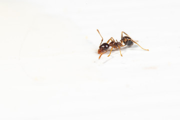 Pheidole megacephala, coastal brown ants are common kitchen pests in the tropics. Isolated on a white background.