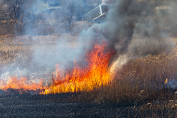 Raging forest spring fires. Burning dry grass, reed along lake. Grass is burning in meadow. Ecological catastrophy. Fire and smoke destroy all life. Firefighters extinguish Big fire. Lot of smoke