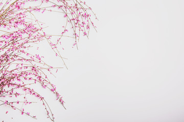 Frame of branches with pink flowers on a white background, flat, top view