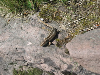 Common Wall Lizard or European Wall Lizard (Podarcis carbonelli) sunbathing in the rocks. Wild reptile of black forest