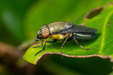Colourful blowfly, Stomorhina sp, Calliphoridae, with amazing eyes, in tropical rainforest