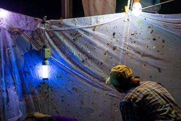Entomologists, insect scientists, collecting moths, beetles and other insects from a UV light sheet...