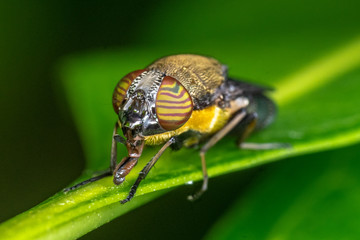 Colourful blowfly, Stomorhina sp, Calliphoridae, with amazing eyes, in tropical rainforest