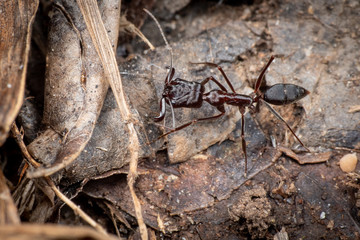 Odontomachus trap jaw ant, Daintree rainforest, Queensland, Australia