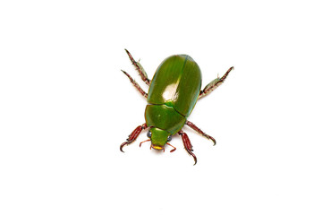 Green and red metallic Christmas beetle, Anoplognathus sp, in tropical Queensland, Australia