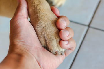 Paw of a dog in hand