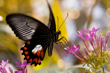Tropical butterfly