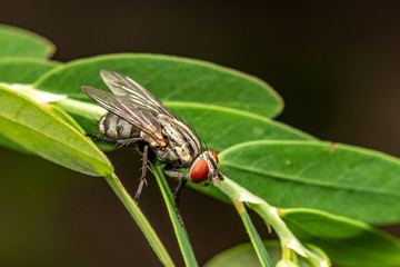 Bush fly, Musca vetustissima, at rest. Queensland, Australia.