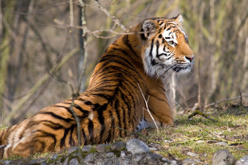 Fototapeta na wymiar Siberian Tiger resting under the sun