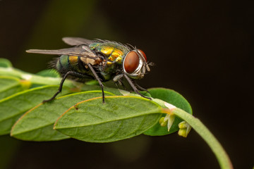 Bronze green blow fly, close up image on leaf.