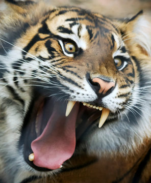 An Angry Tiger Roars Fiercely