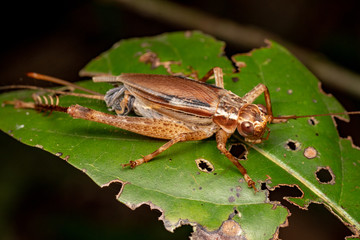 True cricket adult, Cardiodactylus novaeguineae, in tropical rainforest