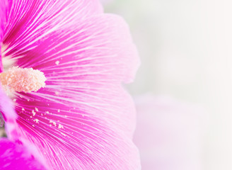 pink flower background