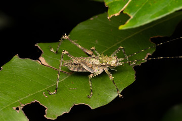 Green camouflaged spiny katydid (Phricta spinosa) in tropical rainforest