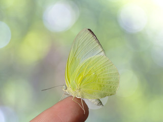 Butterfly sitting finger on leaf bokeh background.