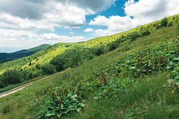 beautiful mountain landscape at summer forenoon. hills with grassy meadows among the forest. dirt...