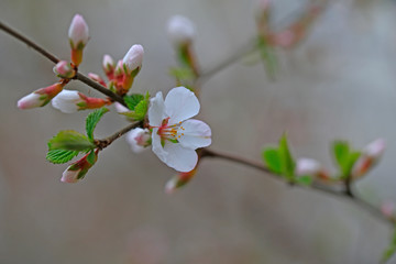 Fototapeta na wymiar Peach blossom in the garden