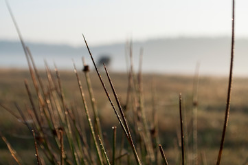 Obraz premium Diamonds of morning forest. Dew on the yellow grass in the meadow. Background