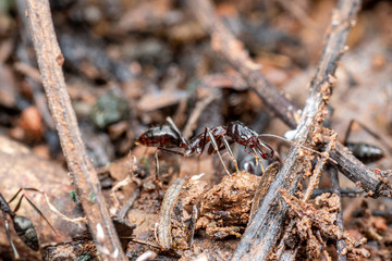 Odontomachus trap jaw ant in Queensland rainforest