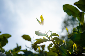 Tea in the backlight, spring tea.