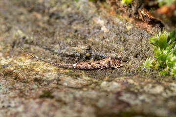 Jumping bristletail, Archaeognatha, an unfrequently seen insect from the Queensland rainforest floor.