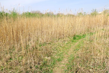 春の河川敷風景